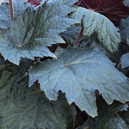 big, dark, cool-green leaves of Magma Begonia