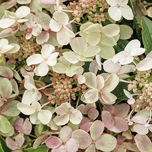 Early Evolution Hydrangea flowers