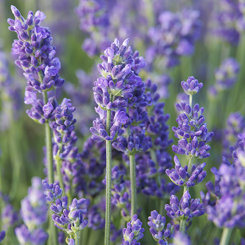 lavender flowers