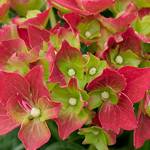 Hi™ Fire Hydrangea Image