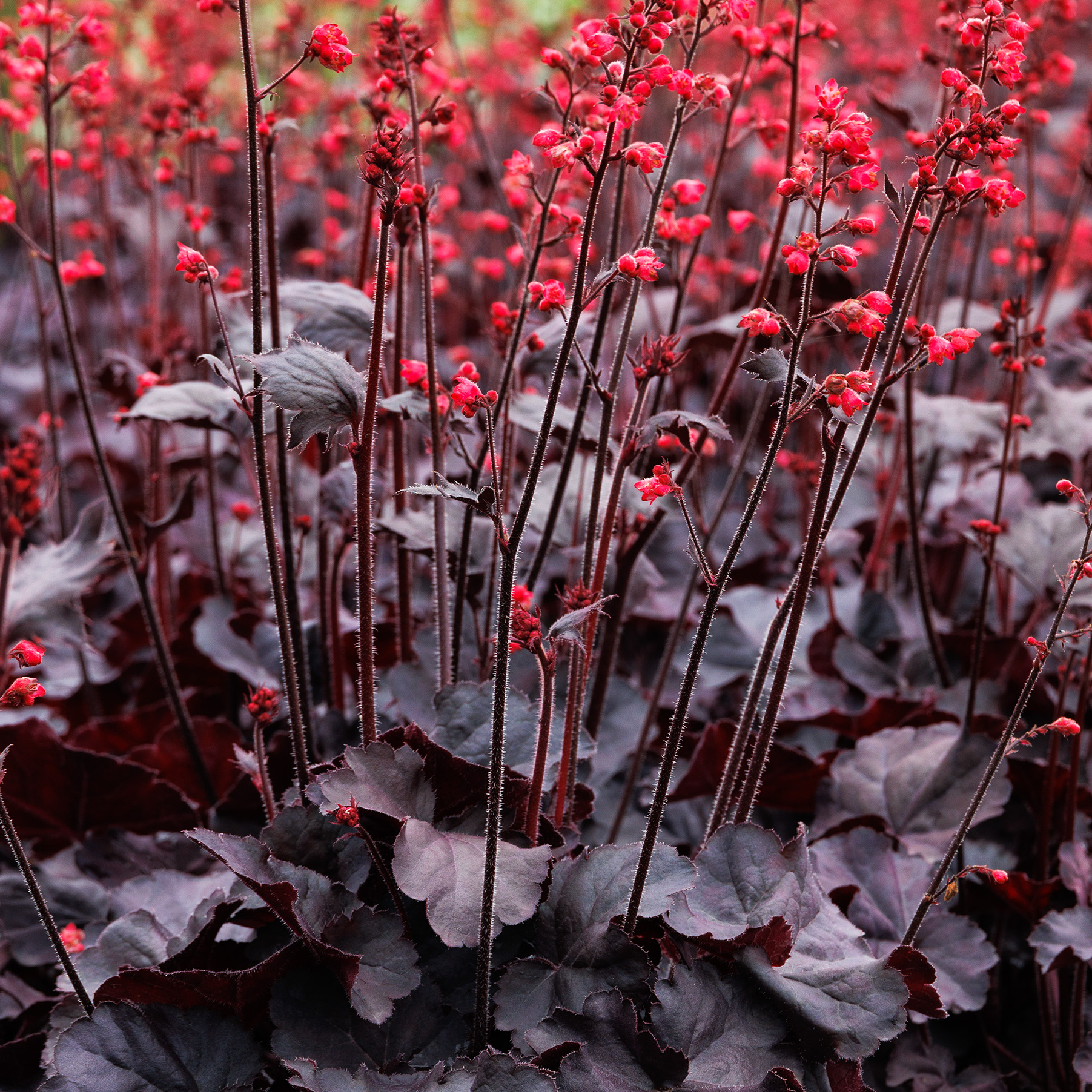 black forest cake heuchera foliage and flowers