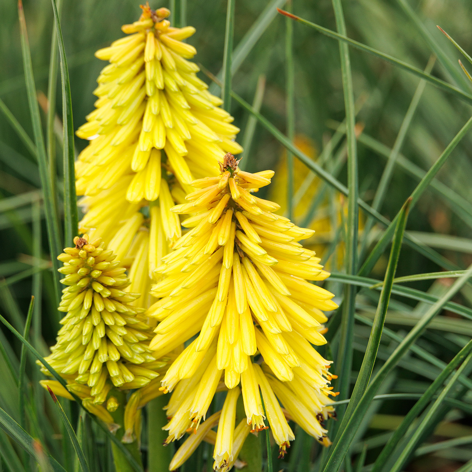 tubuluar yellow flowers on poco yellow hot poker