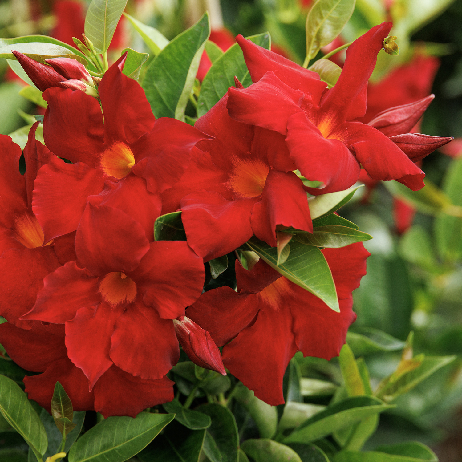 red mandevilla gardens