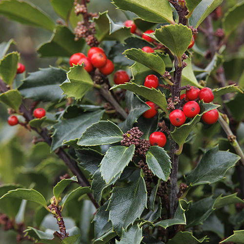red berries on a holly shrub