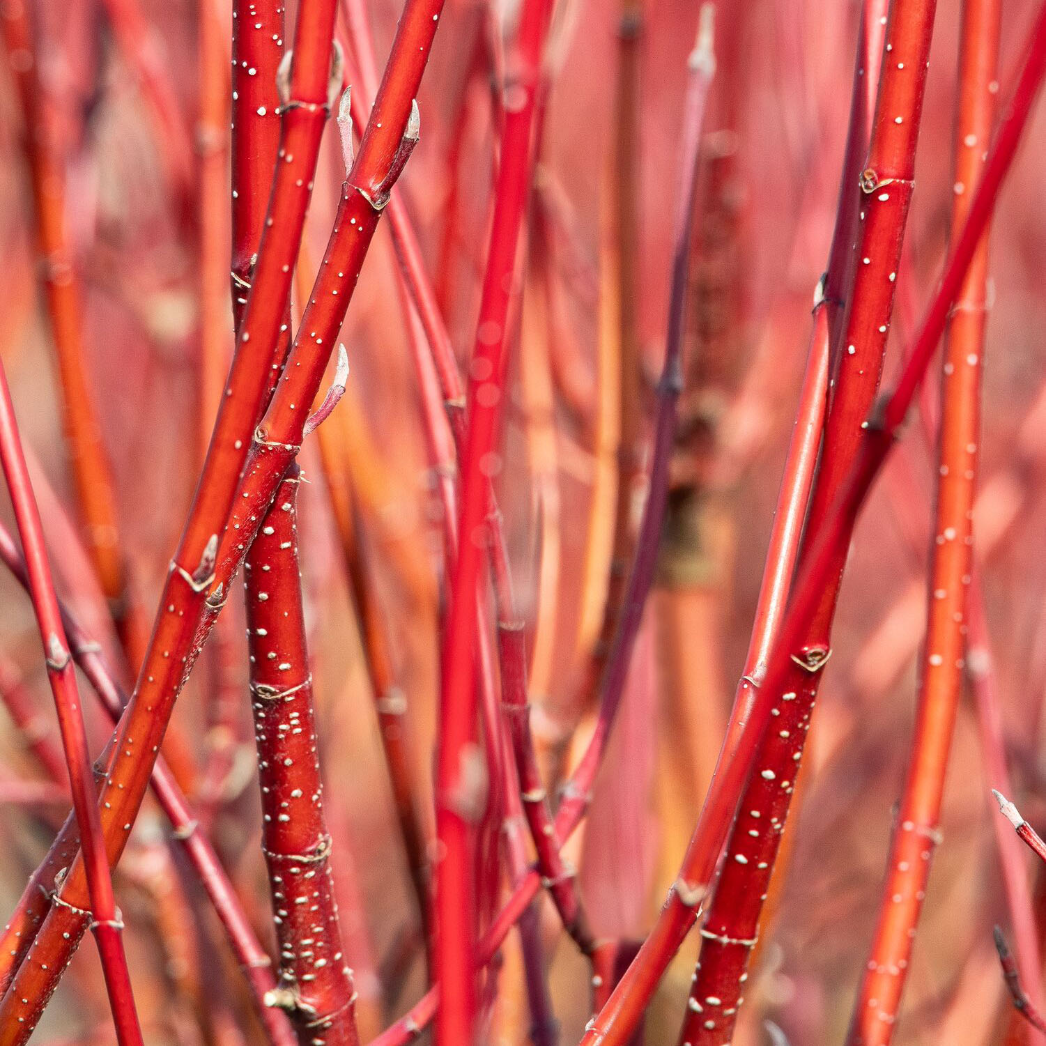 Winter stems of Prairie Fire Dogwood