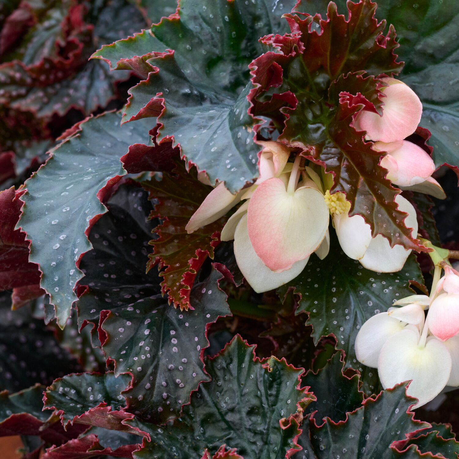dark begonia leaves with pink blooms