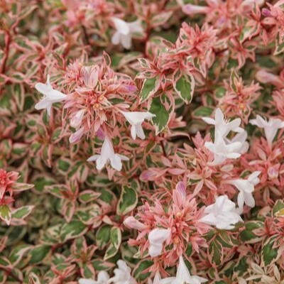 Magic Daydream Abelia