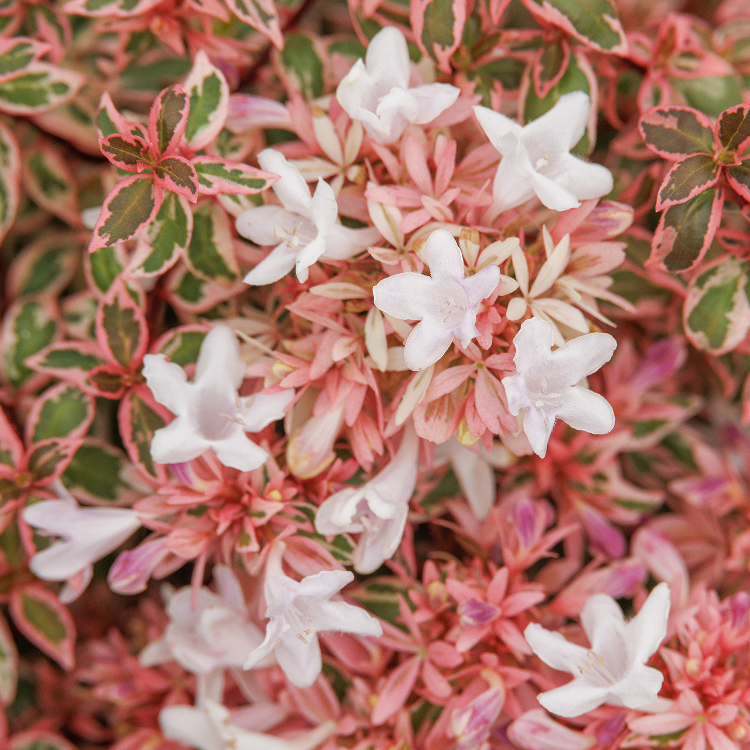 abelia's blush