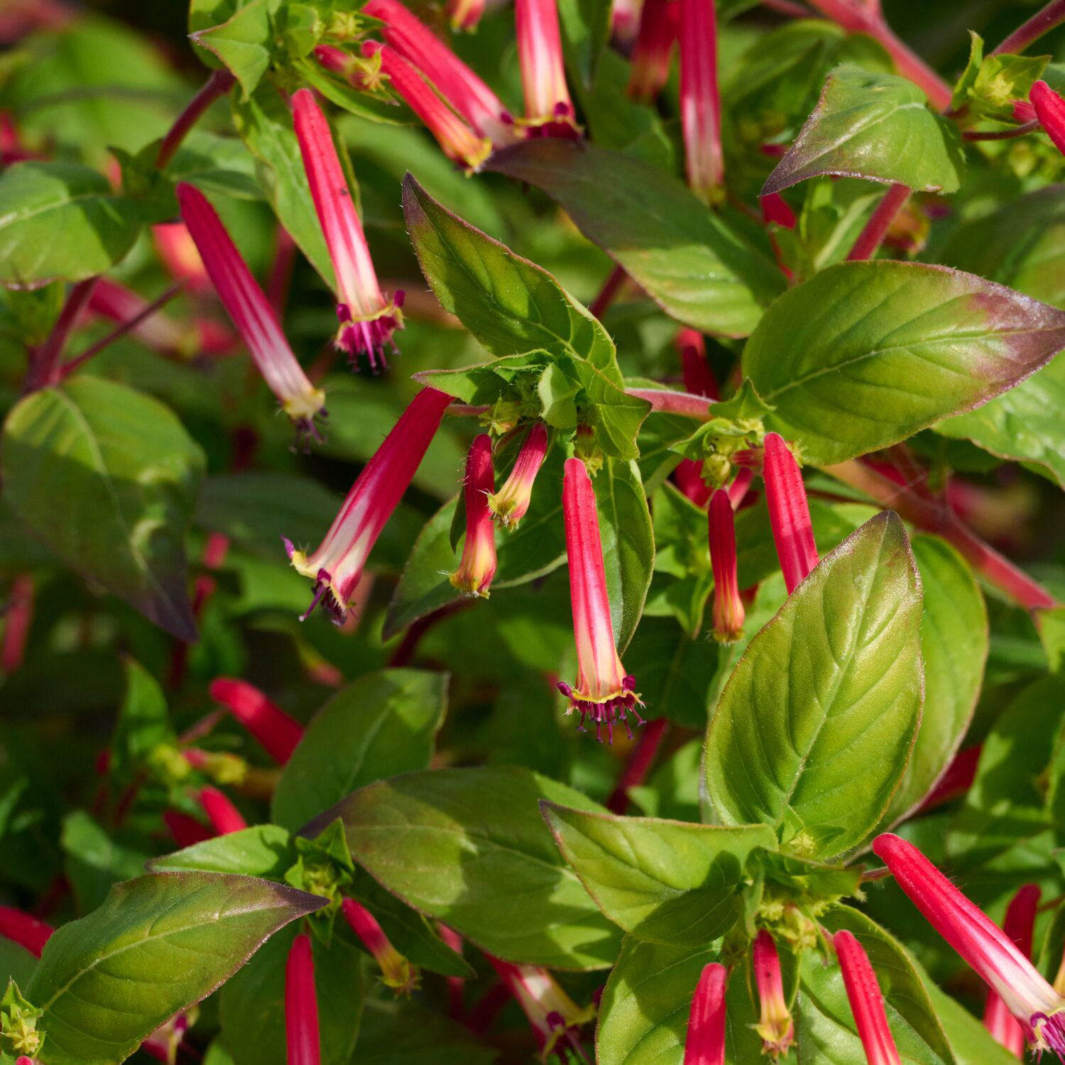 red and white cuphea flowers