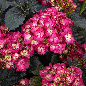 Seaside Serenade® Hanalei Bay Hydrangea Image