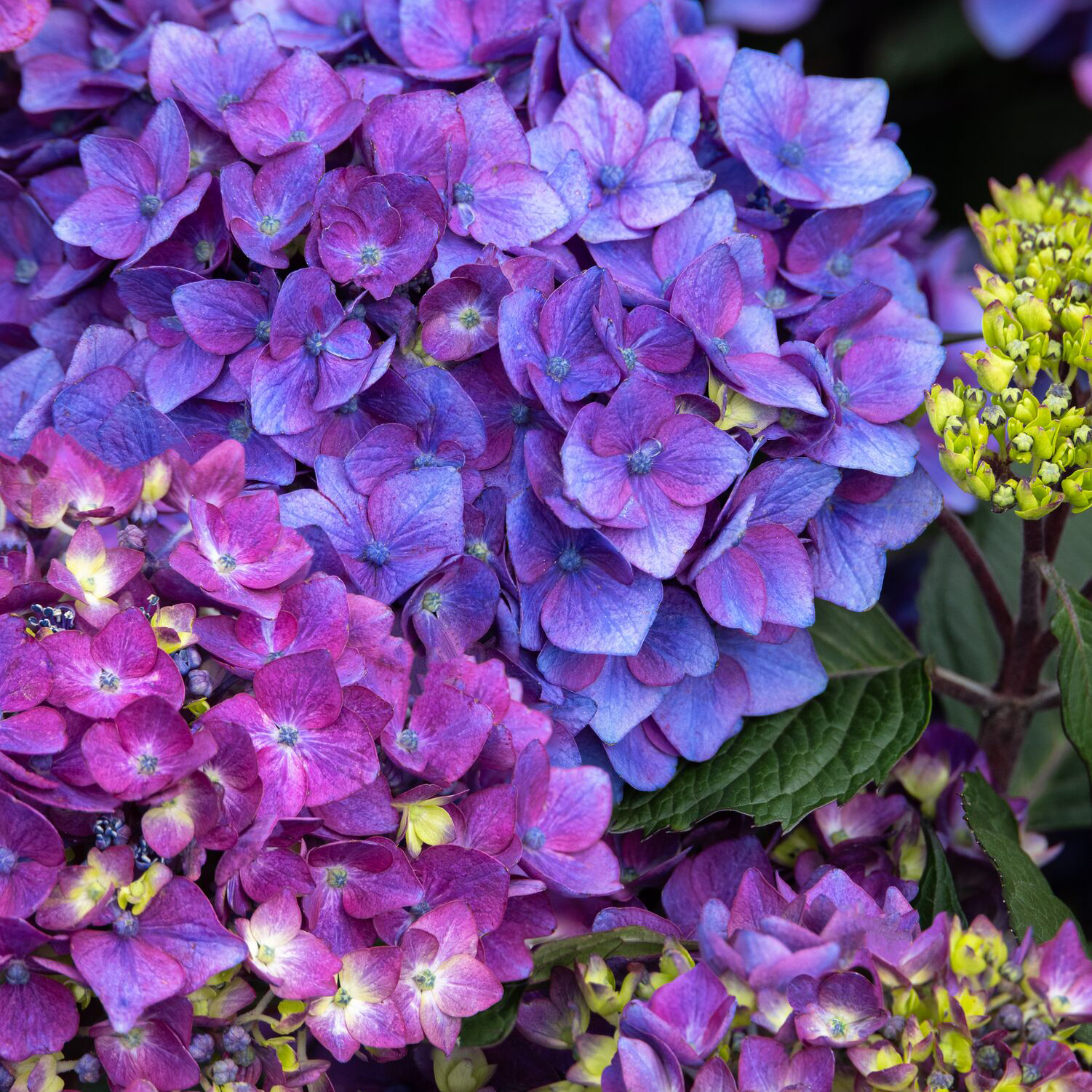 Seaside Serenade® Pebble Beach Hydrangea Image