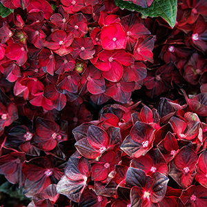 Centennial Ruby™ Hydrangea Image