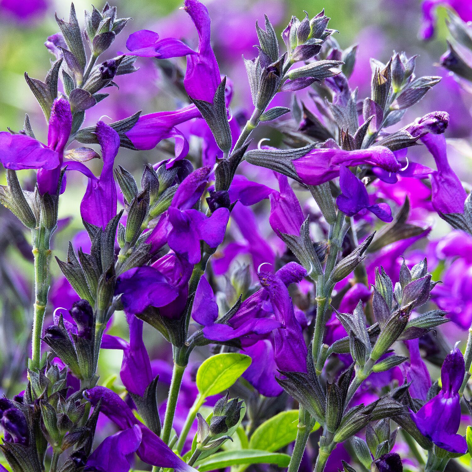 purple slavia flowers attract hummingbirds