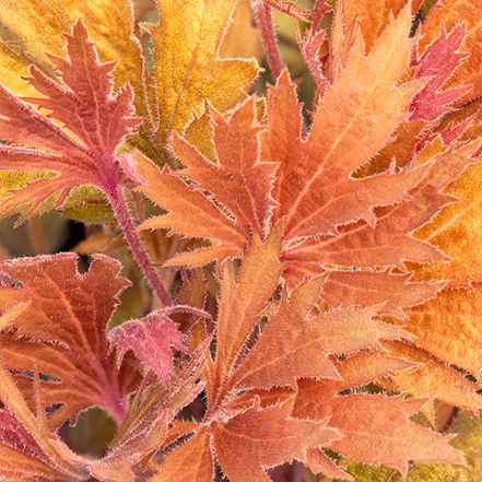 amber colored foliage of northern exposure amber heuchera