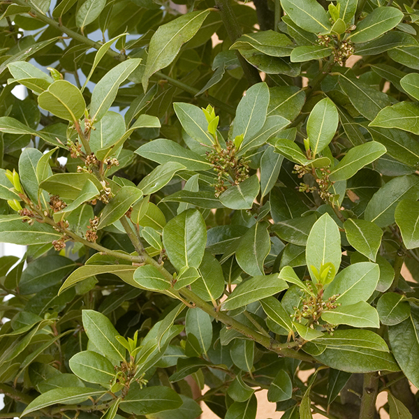 Sweet bay foliage