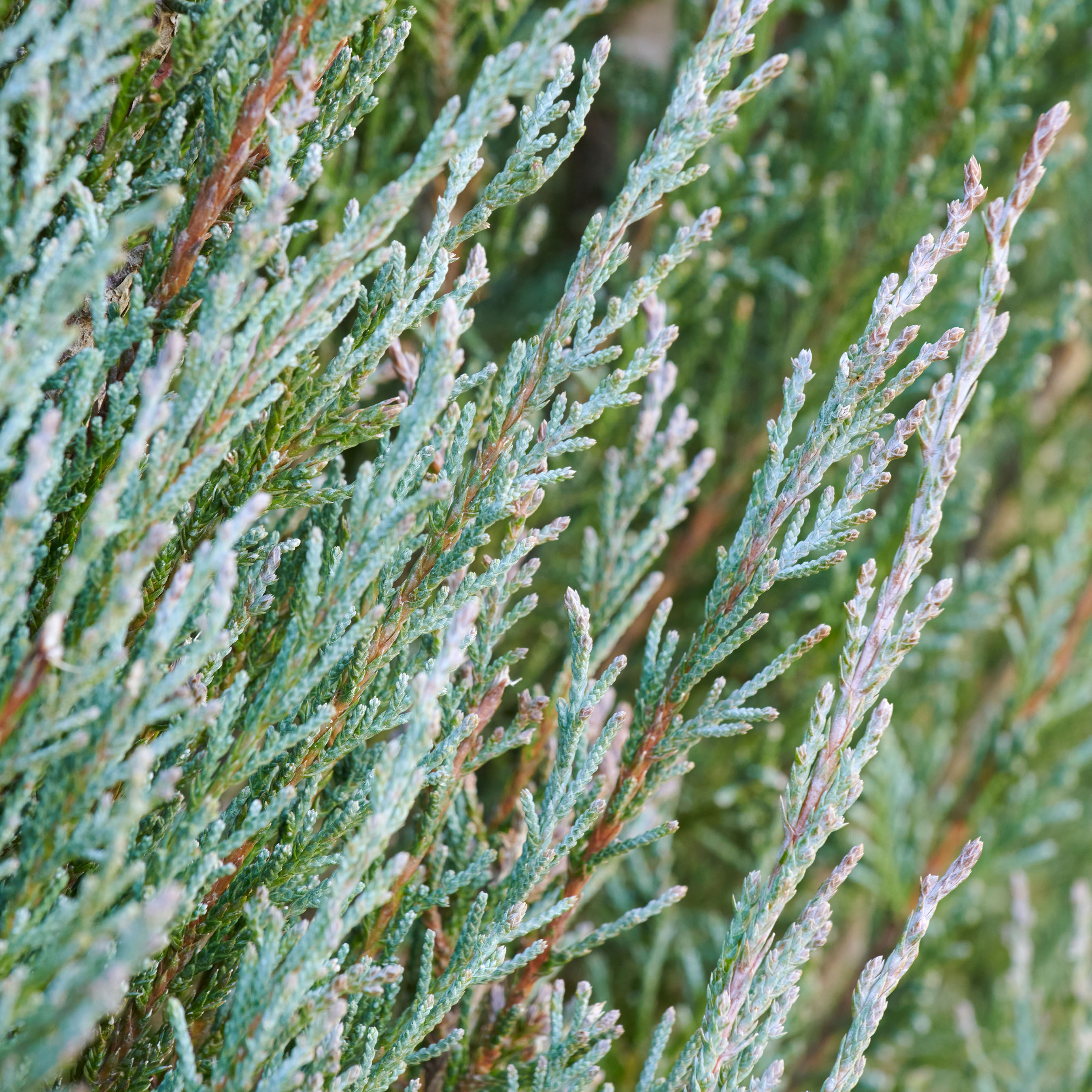 blue juniper foliage