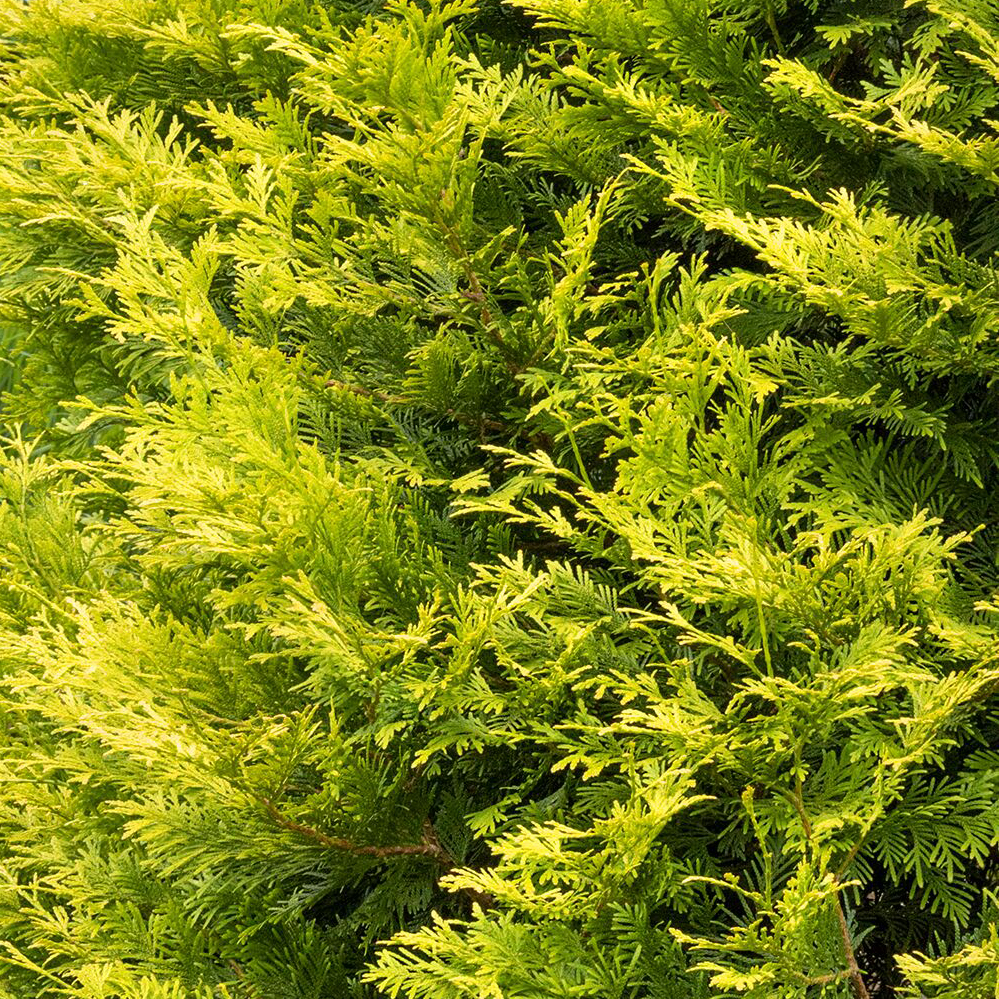 Ember waves arborvitae foliage