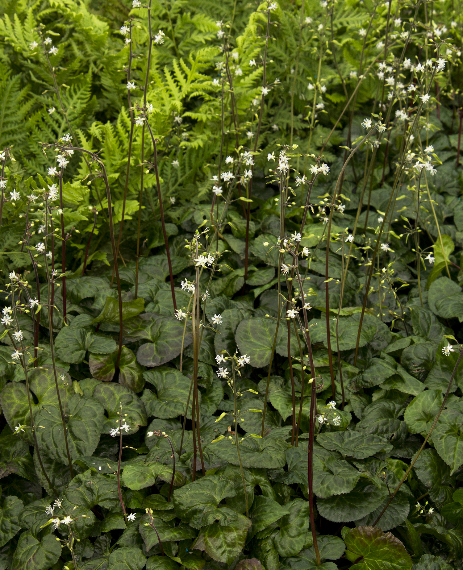 beesia foliage and flowers