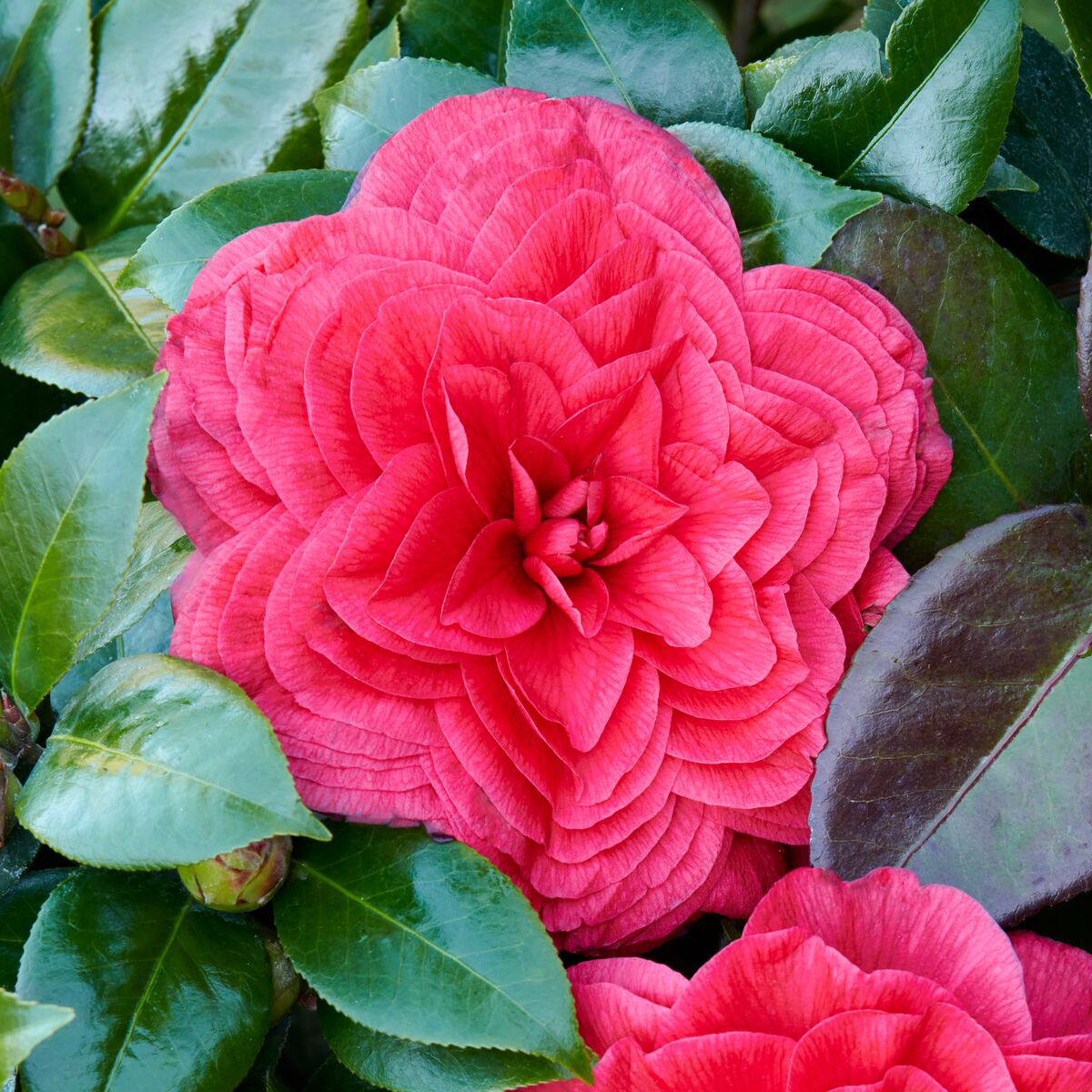 Vestito Rosso® Camellia