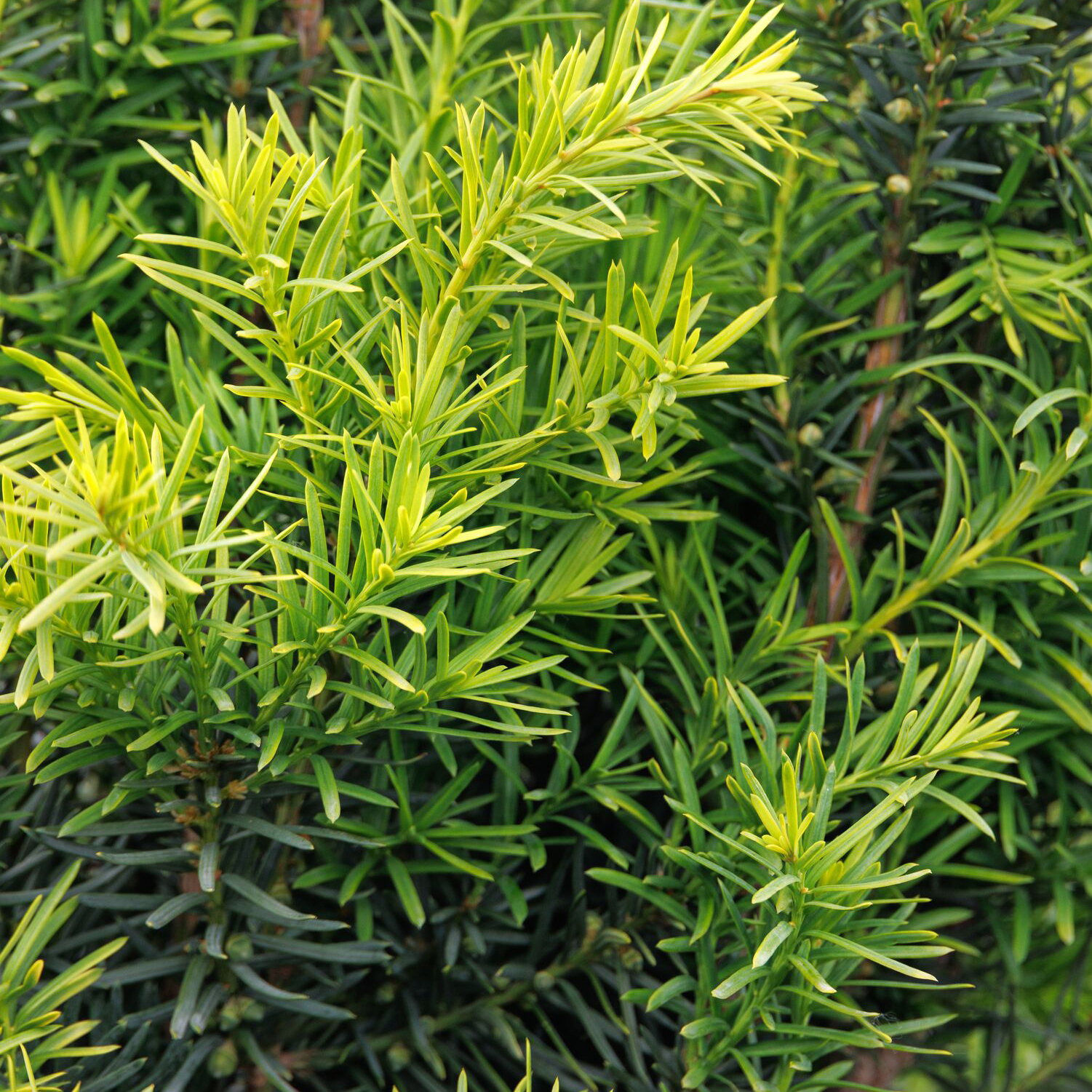 Hicks Yew needles and red berries