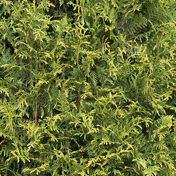 tiny tower green giant arborvitae
