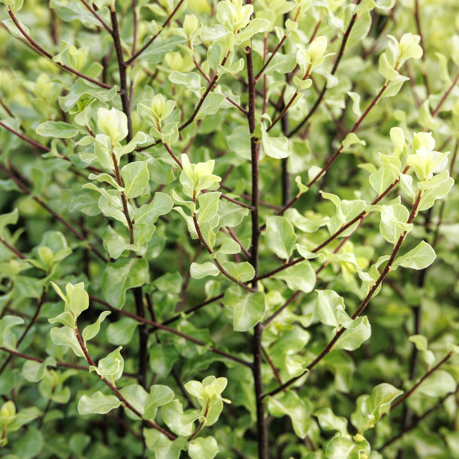 Wrinkled blue pittosporum foliage