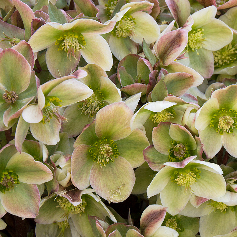 Hellebore flowers