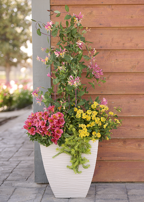 honeysuckle, lantana, and pink alstromeria in a container