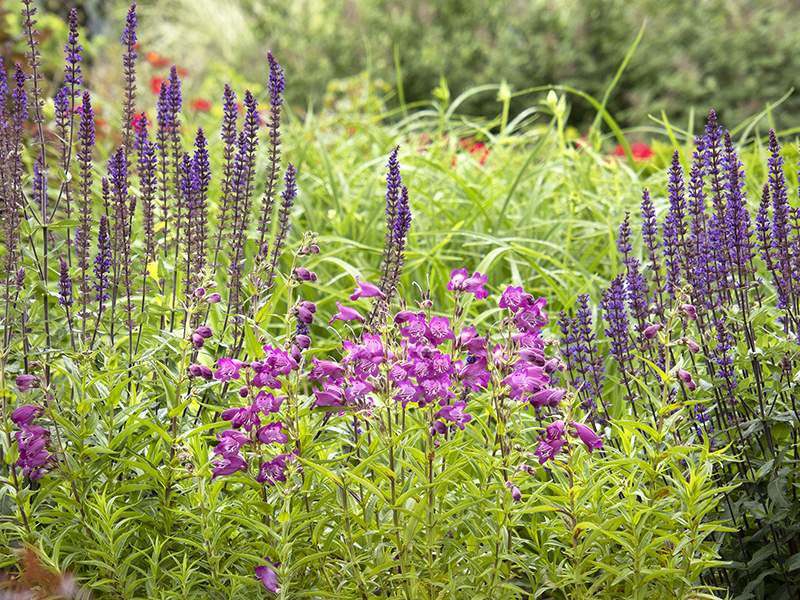 layers of hummingbird-friendly flowers like penstemon and salvia