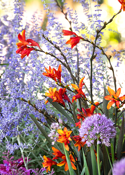 purple allium and orange crocsmia flowers