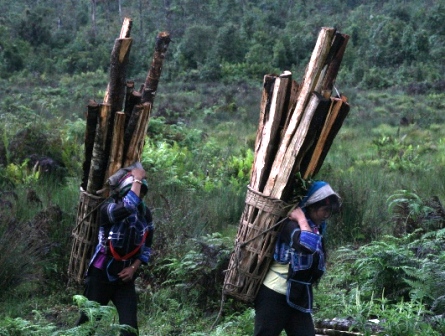 two women carrying baskets with wood on their backs