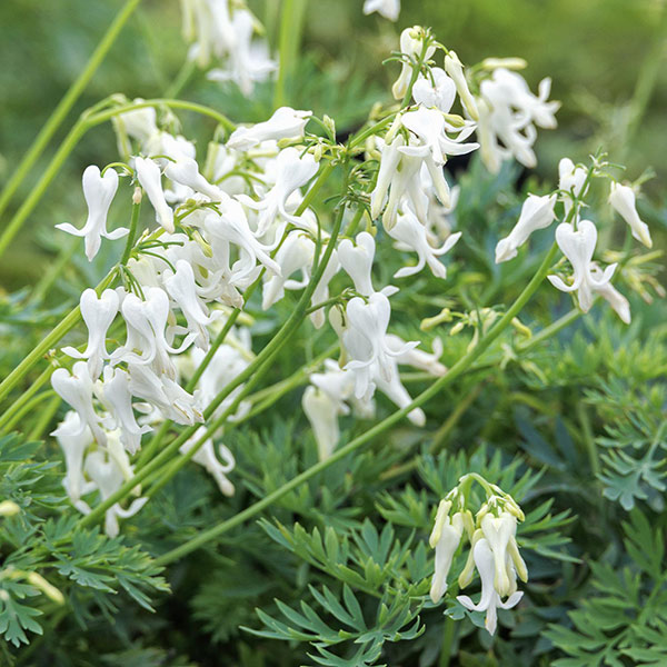 pink hellebore flowers