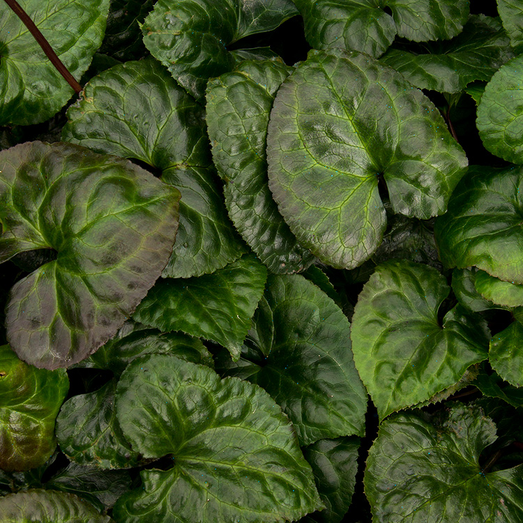 beesia foliage and flowers