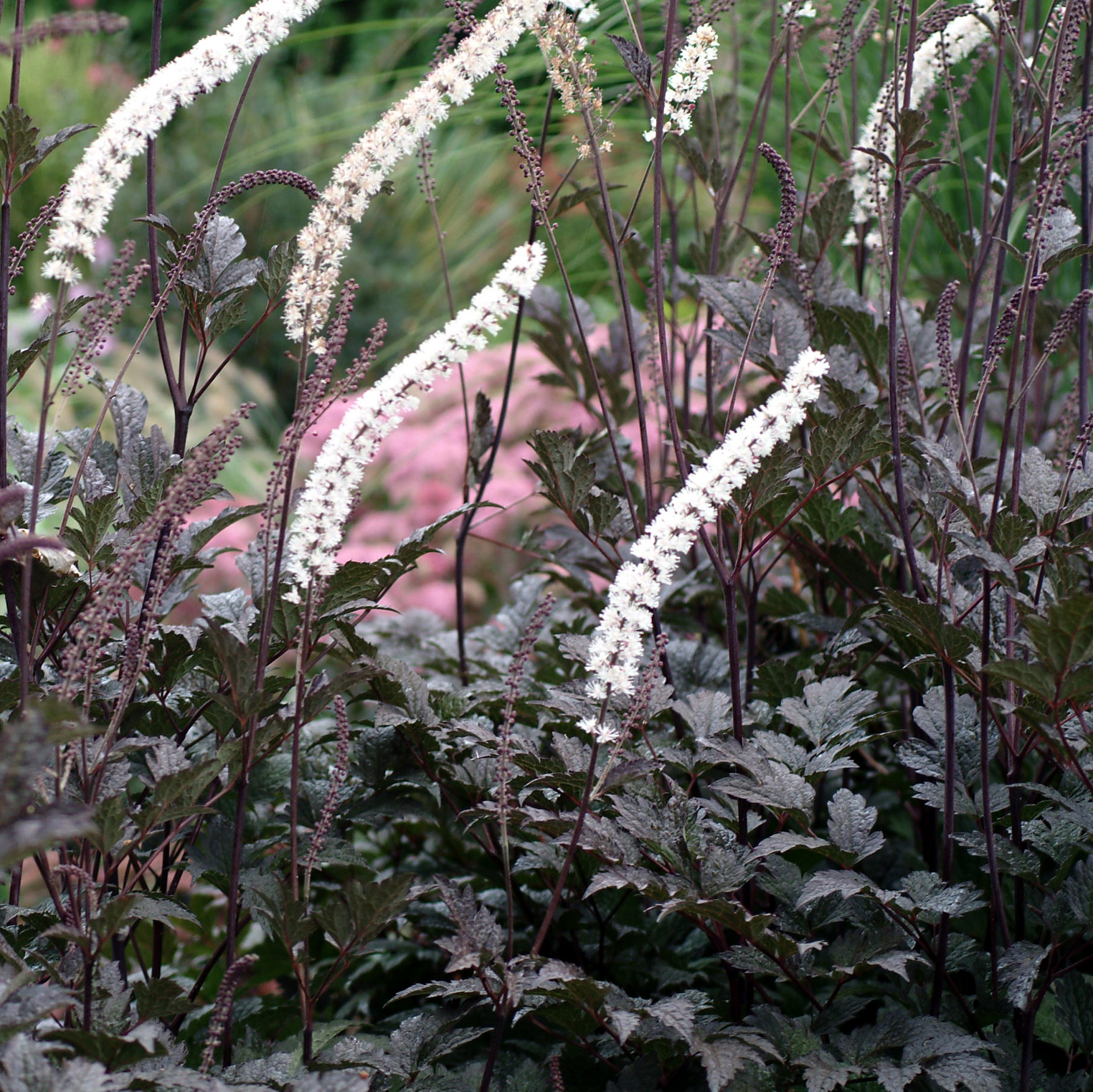 dark purple leaves and white flowers of snakeroot