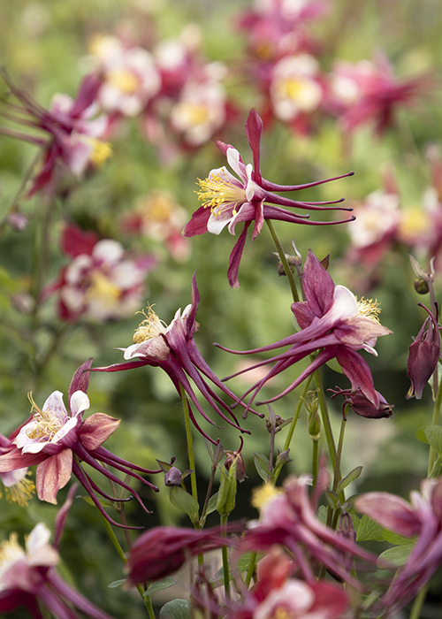 red kirigami columbine