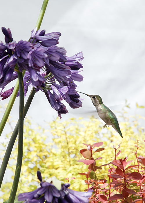 hummingbird at a purple agapanthus flower