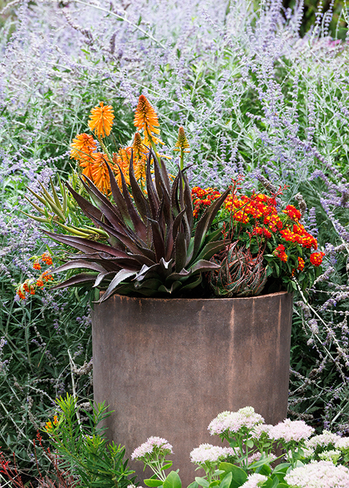 red hot poker and lantana in container