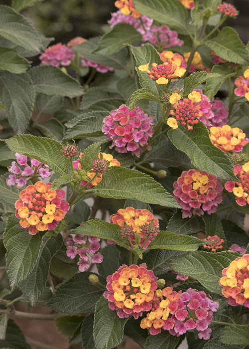 pink and yellow lantana