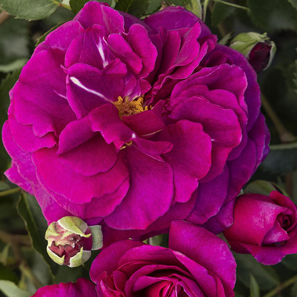 white and pink flowers