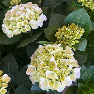 White Bigleaf Hydrangea Image
