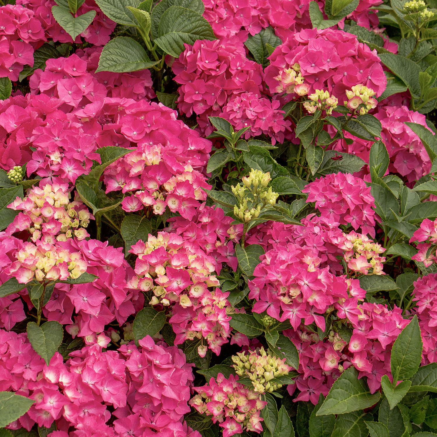 bright pink mophead hydrangea flowers
