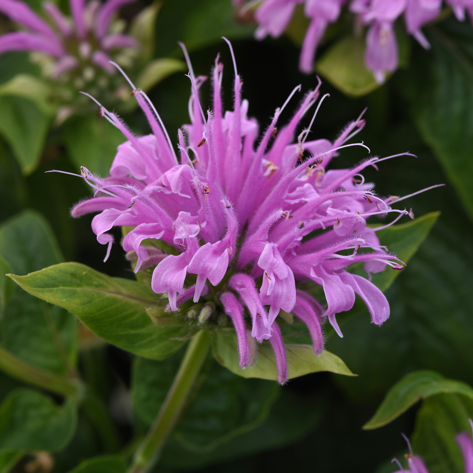 lilac-pink bee balm flowers