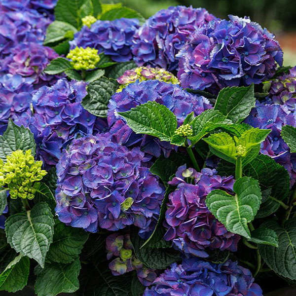 Purple-blue mophead hydrangea blooms