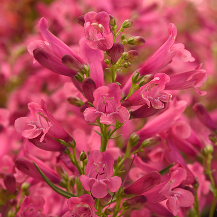 pink penstemon flowers