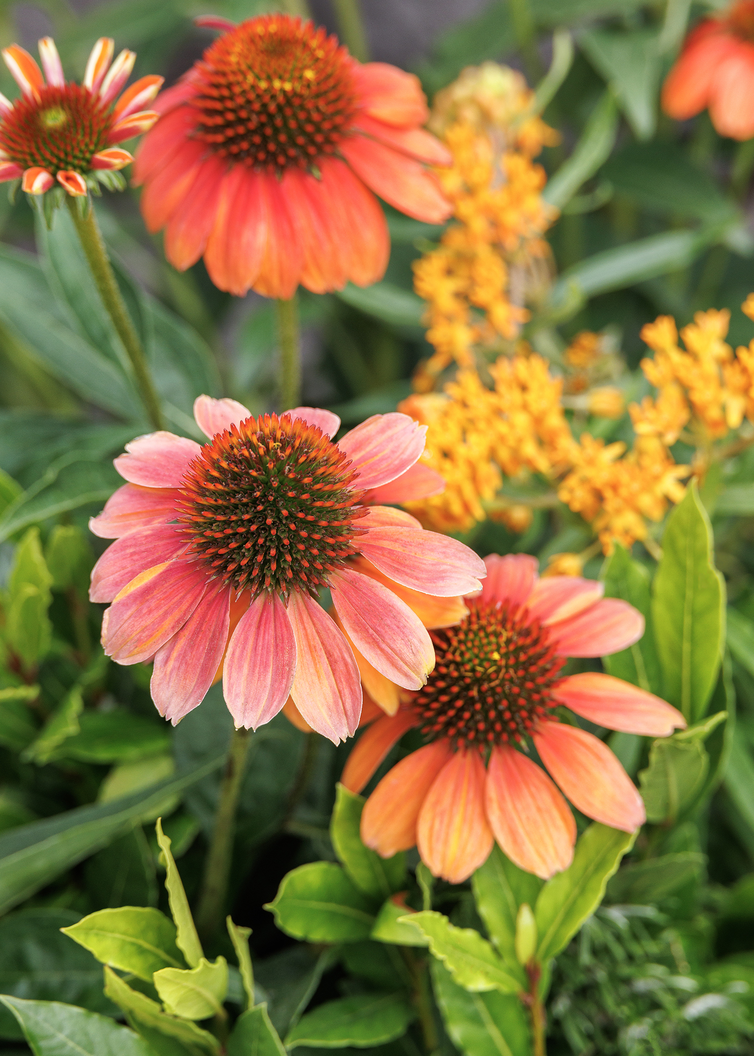 orange coneflowers