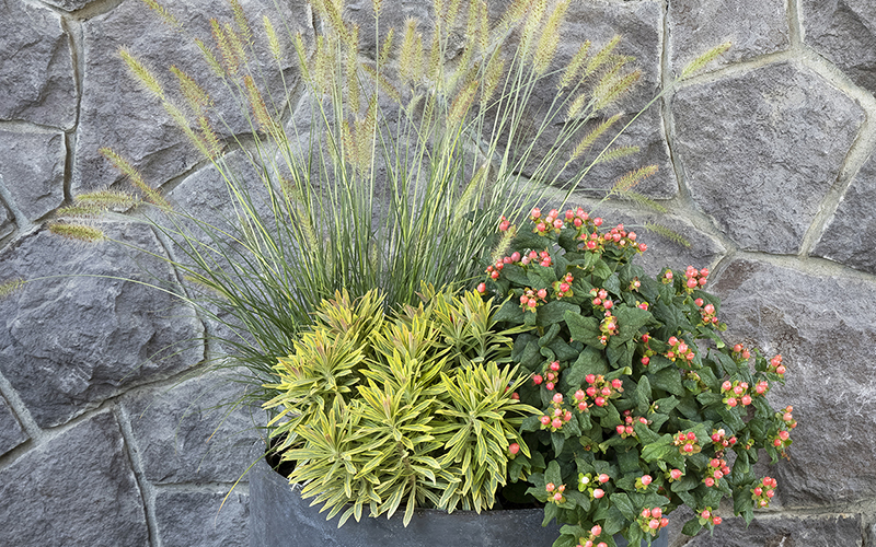 grass, euphorbia, and hypericum in a fall container