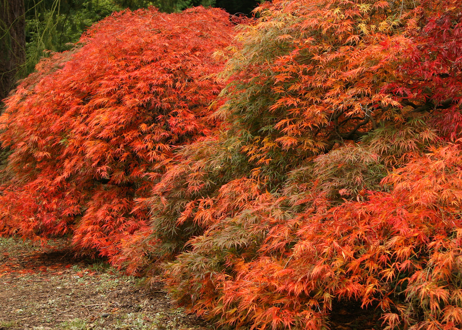 Orange japanese maples