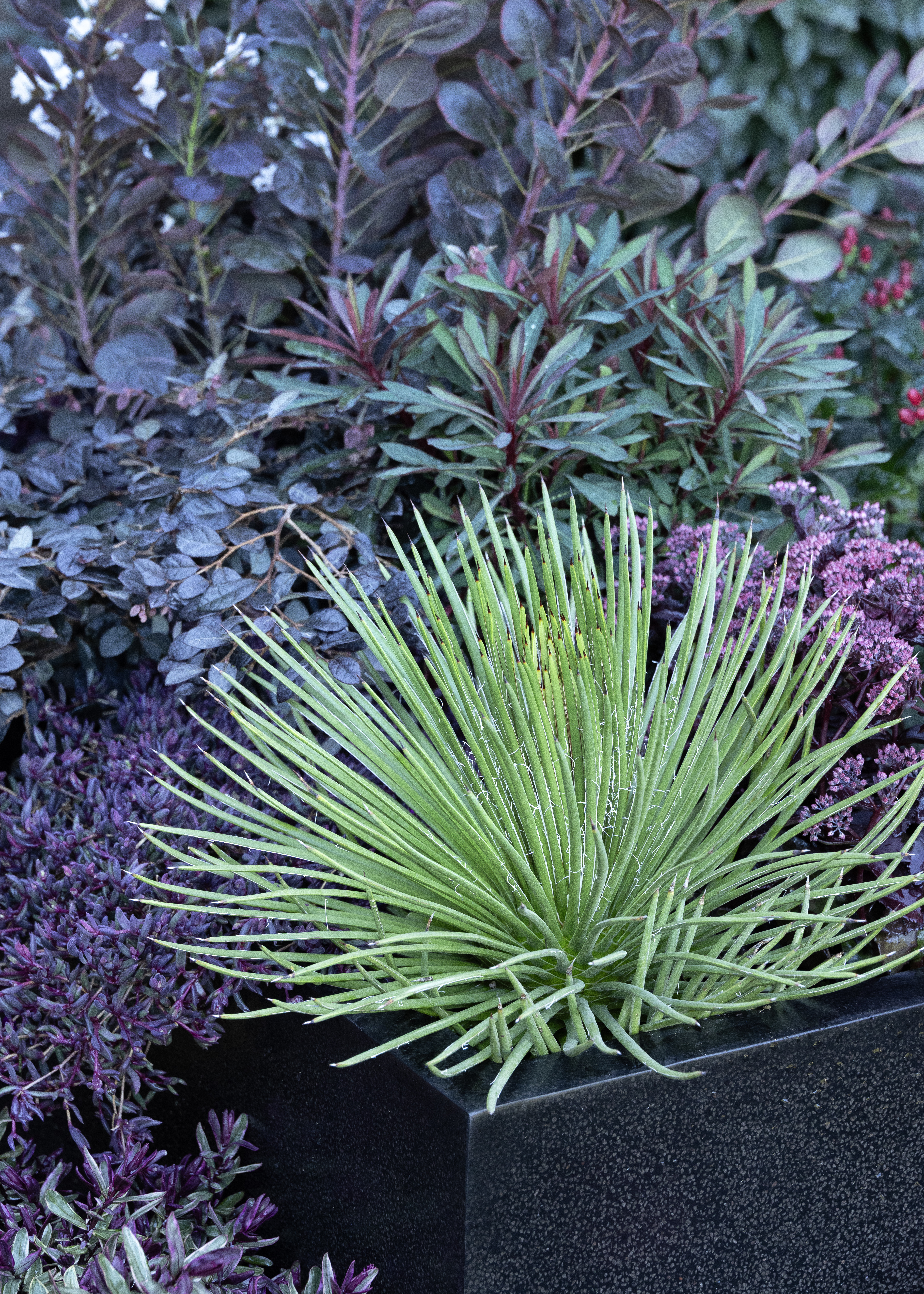 twin flowered agave offers contrast against dark foliage