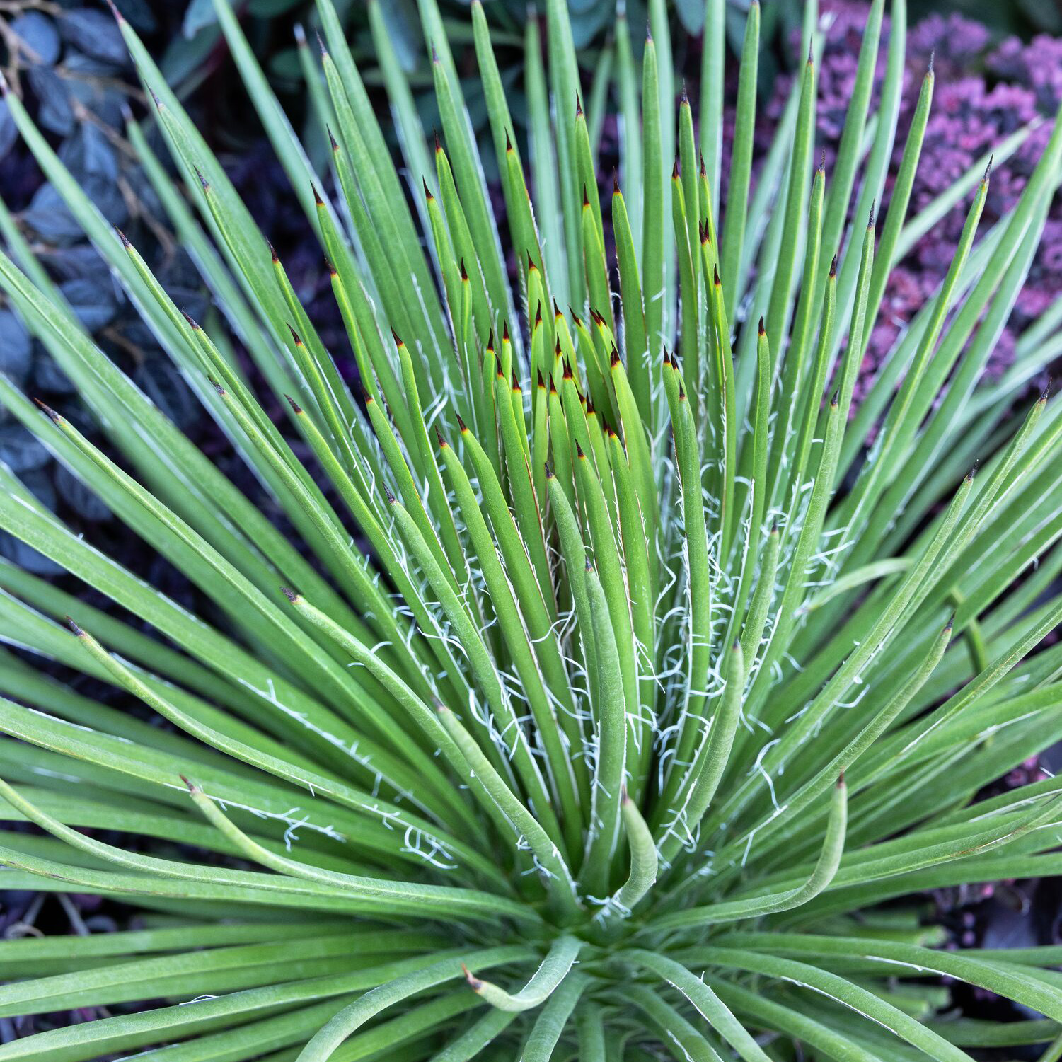 twin flowered agave offers contrast against dark foliage