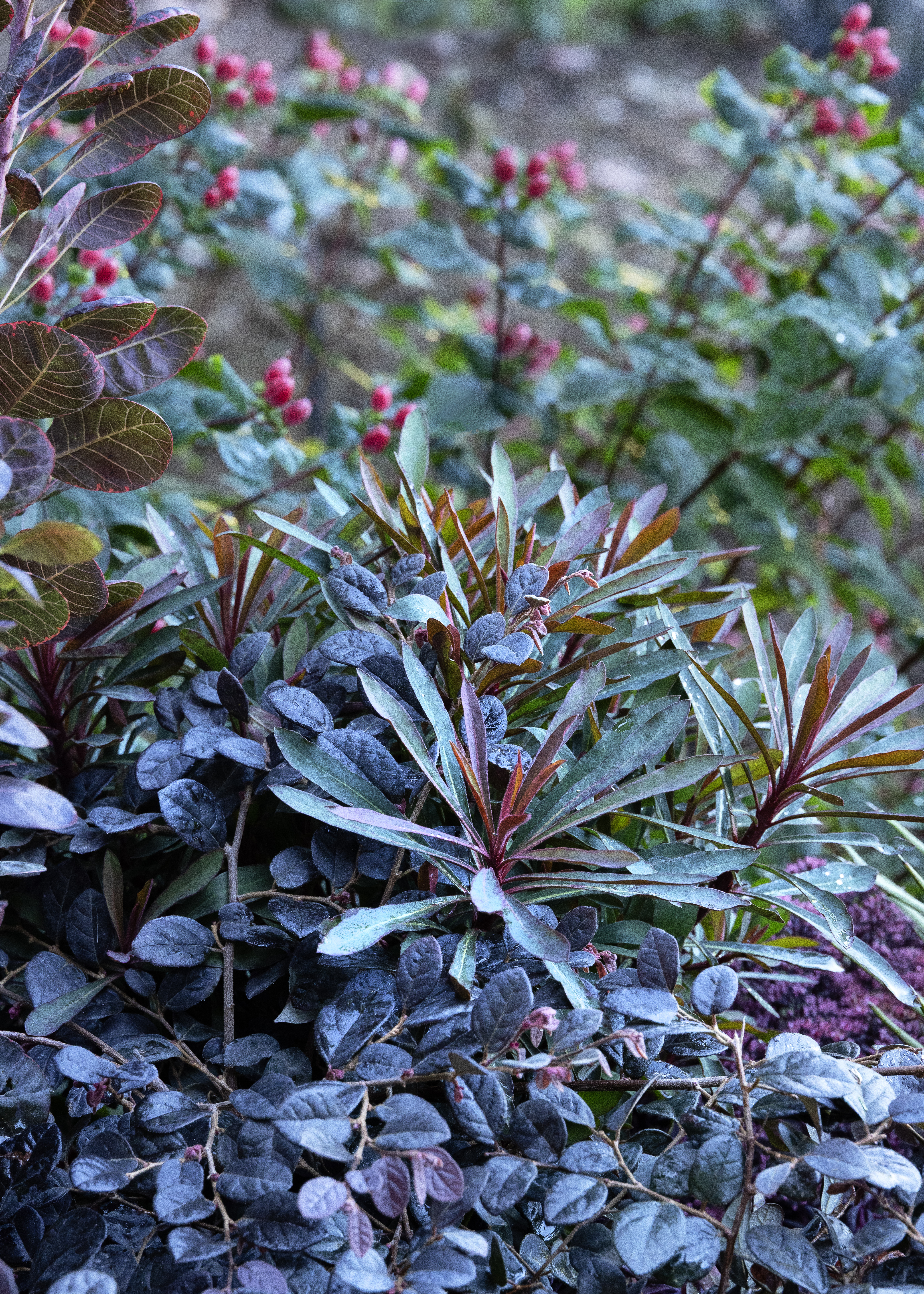 moody goth garden vignette created by 3-5 plants
